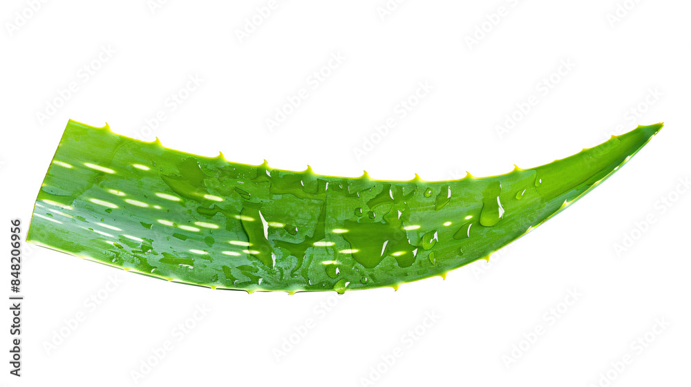 Close-up snapshot of a vibrant green aloe vera leaf, isolated on a white background Close-up snapshot of a vibrant green aloe vera leaf, isolated on a white background
