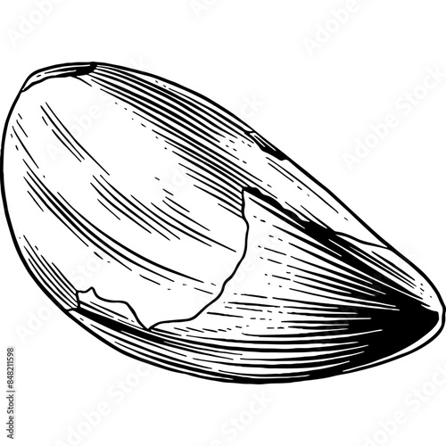 Hand drawn Brazil Nut Sketch Illustration
