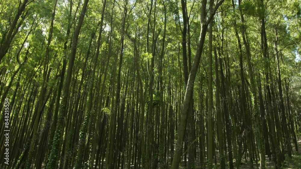 Slow motion camera inside deep dense forest on the sunset. Presence effect. Great background for any of your projects. Slow motion camera inside deep dense forest on the sunset. Presence effect. Great background for any of your projects.