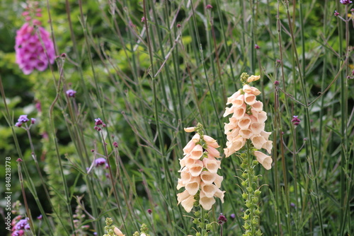 Foxglove in flower. (Digitalis)