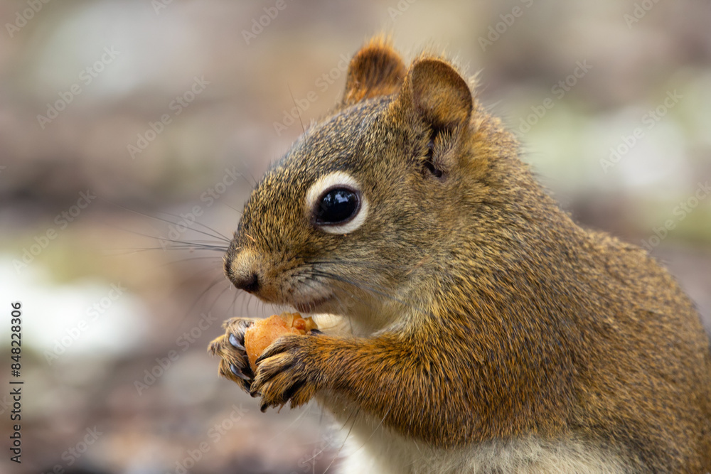 American red squirrel is eating a mushroom on the ground in the garden. American red squirrel is eating a mushroom on the ground in the garden.
