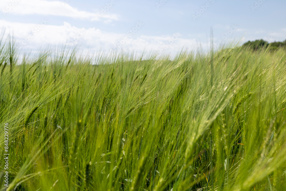 unripe barley ears in spring unripe barley ears in spring