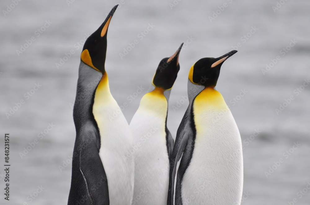 Fototapeta premium pinguinos rey en tierra del fuego chile