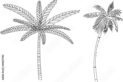 Vector silhouette illustration sketch detailed design of artistic palm tree plant with lots of leaves and twigs