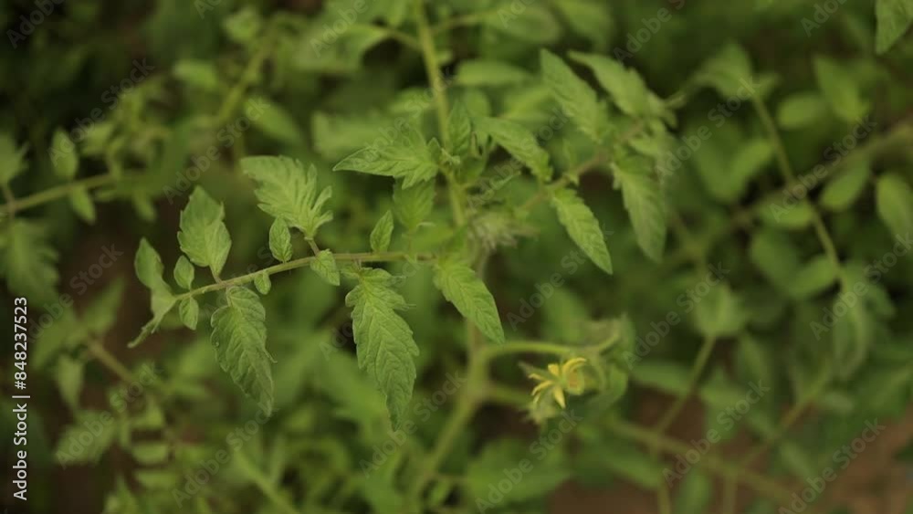 Growing organic tomatoes in a greenhouse. The tomato plant blooms and bears fruit in spring. High quality FullHD footage Growing organic tomatoes in a greenhouse. The tomato plant blooms and bears fruit in spring. High quality FullHD footage