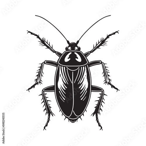 Cockroach Vector Art, Icons, and Graphics  isolated on white