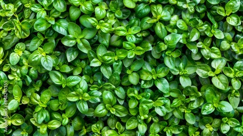 Lush green basil leaves texture background © volga