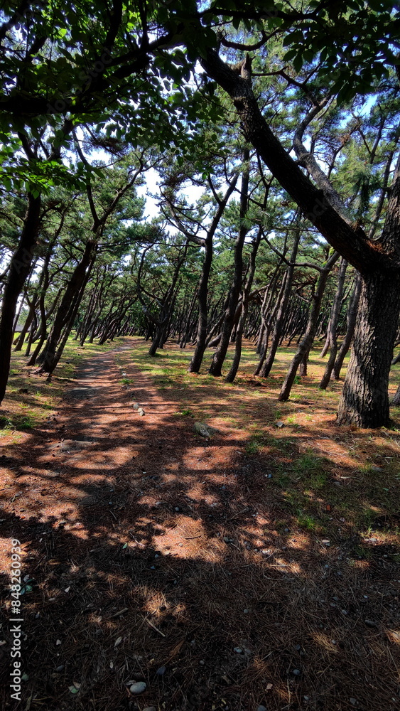 Daytime Photo - Forest with lot of Trees Daytime Photo - Forest with lot of Trees