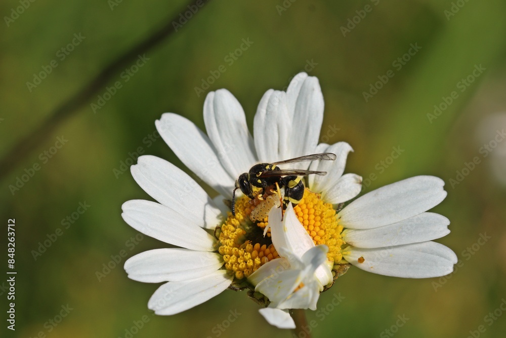 Schlanke Lehmwespe.(Ancistrocerus gazella) frisst Raupe auf Margerite Schlanke Lehmwespe.(Ancistrocerus gazella) frisst Raupe auf Margerite