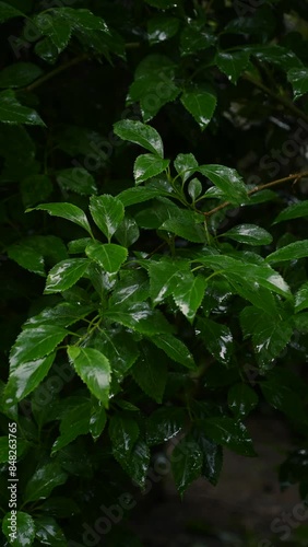 Wallpaper Mural Raindrops fall on green leaves. Summer rain. Natural beautiful background. Torontodigital.ca