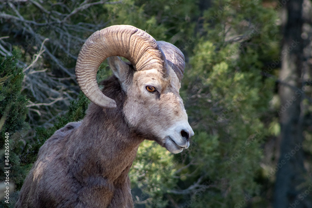 Bighorn Sheep in Rocky Mountain Terrain, Whiteswan, BC. Bighorn Sheep in Rocky Mountain Terrain, Whiteswan, BC.