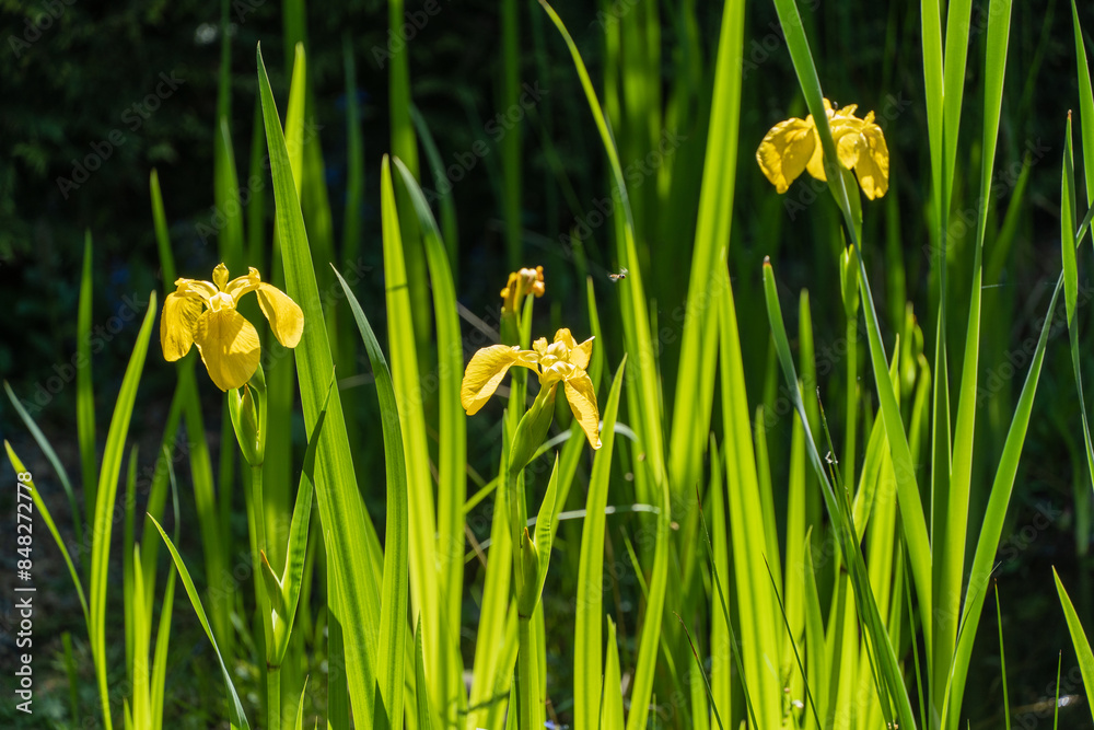 Swamp irises with yellow flowers grow on shore of magic pond. Close-up of yellow flowers. Pond is located in evergreen landscaped garden. Swamp irises with yellow flowers grow on shore of magic pond. Close-up of yellow flowers. Pond is located in evergreen landscaped garden.
