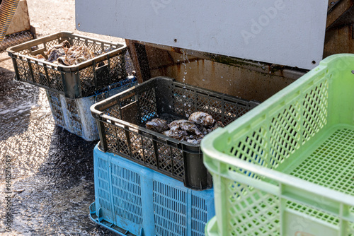 漁師が牡蠣を水揚げした風景