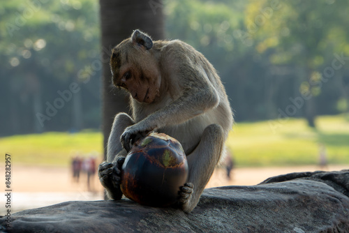 Monkey with coconut photo