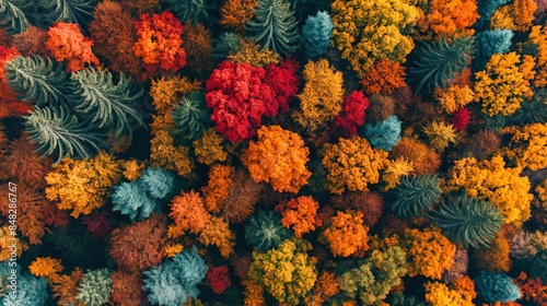Aerial perspective of a vibrant autumn forest with a tapestry of red, orange, and yellow leaves.