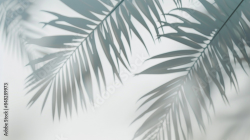 Blurred shadow from palm leaves on the light white color wall. Minimal abstract background.
