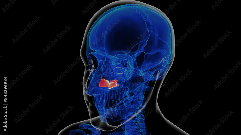 Human skeleton inferior nasal concha anatomy 3D rendering Human skeleton inferior nasal concha anatomy 3D rendering