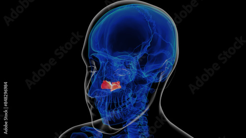Human skeleton inferior nasal concha anatomy 3D rendering