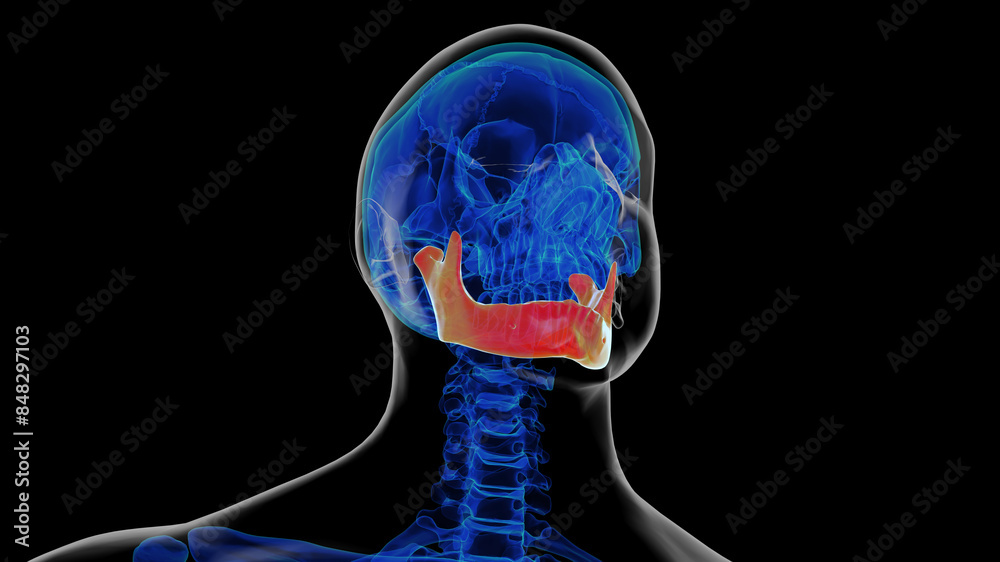 Human skeleton skull mandible bone anatomy for medical concept 3D rendering Human skeleton skull mandible bone anatomy for medical concept 3D rendering