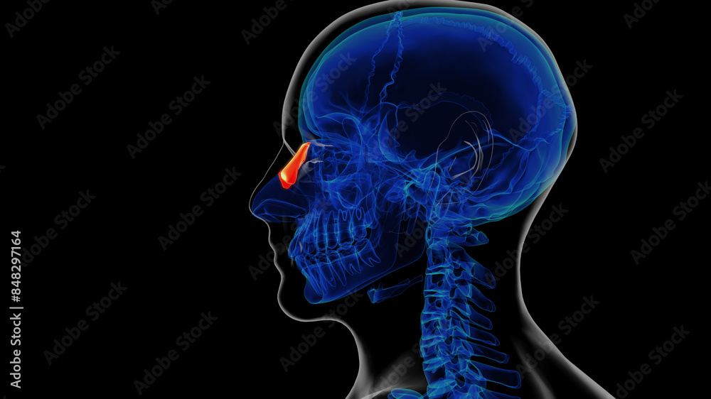 Human skeleton nasal bone anatomy 3D rendering Human skeleton nasal bone anatomy 3D rendering