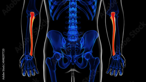 Human skeleton ulna bone anatomy for medical concept 3D rendering photo