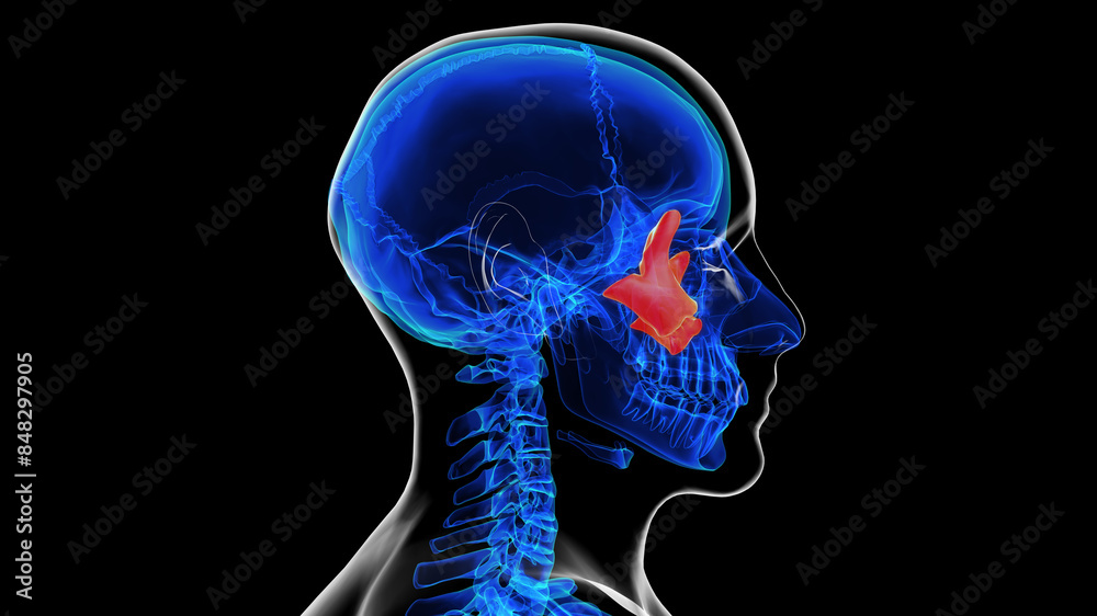 Human skeleton skull zygomatic bone anatomy for medical concept 3D rendering Human skeleton skull zygomatic bone anatomy for medical concept 3D rendering