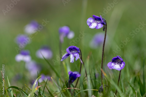 Pinguicula vulgaris common butterworth perennial carnivorous flowers in bloom, purple blue small flowering plant in grass photo