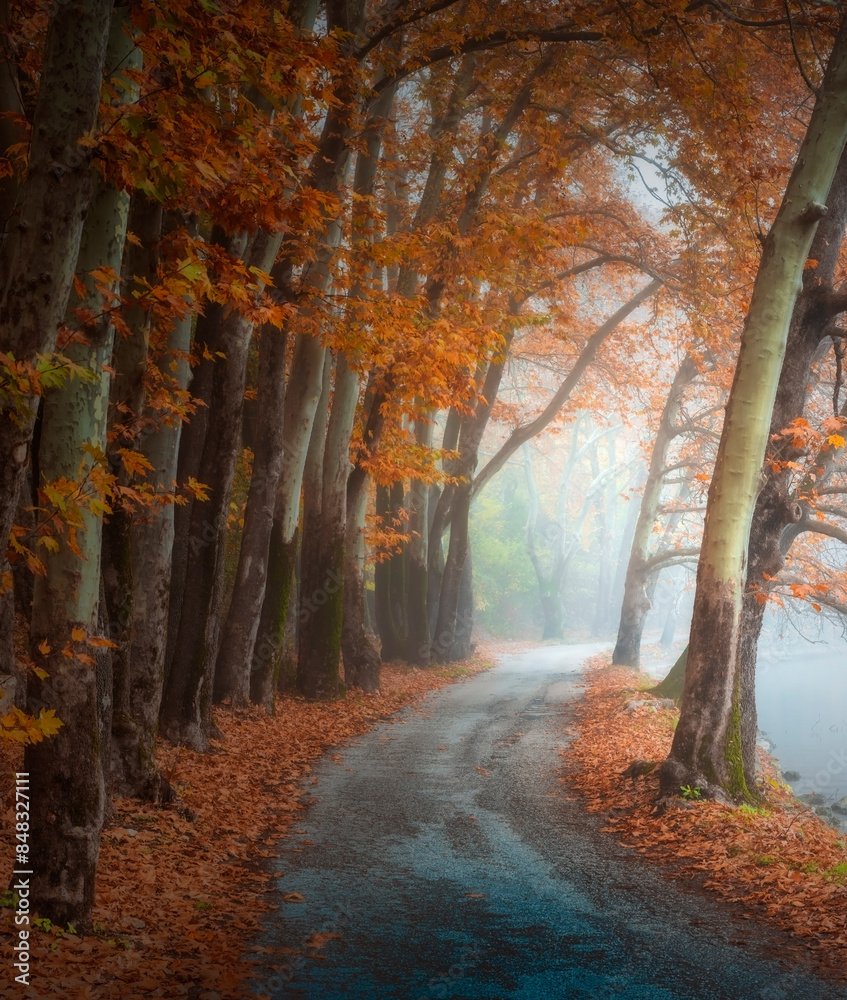 Fototapeta premium autumn forest in the fog