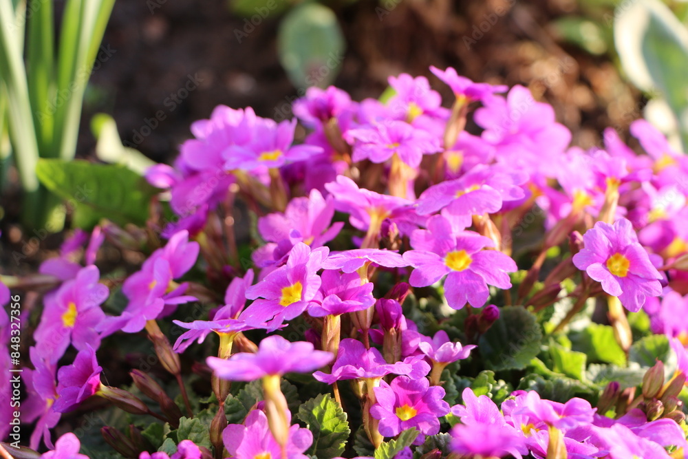 Obraz premium purple primrose primula flowers close-up on a garden bed 
