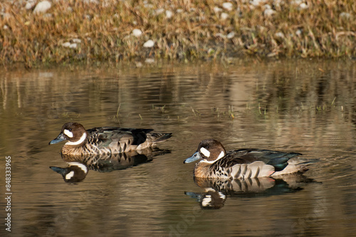 pareja de patos anteojillos en pequeña laguna en patagonia chilena.