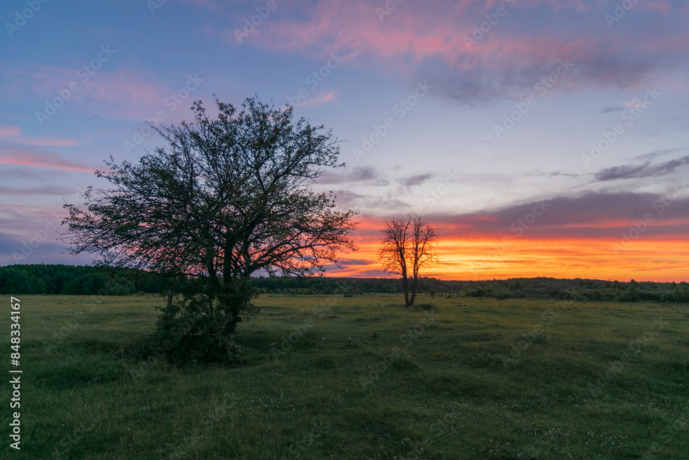 Obraz premium sunset in the forest