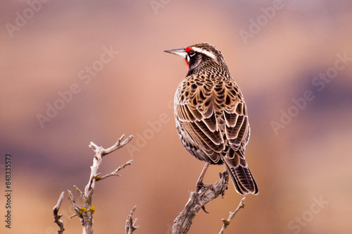 loica sobre rama seca de calafate, magallanes, patagonia chilena.