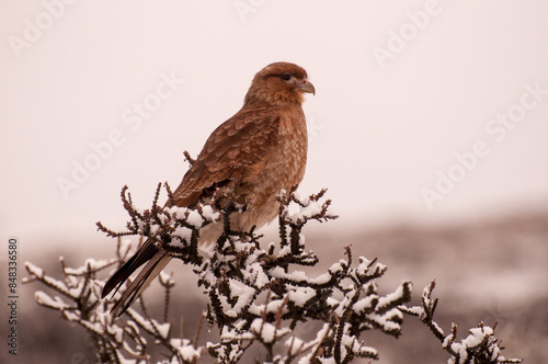 chimango (tiuque) en mata negra en patagonia magallanes chile.