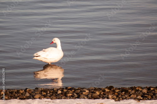 cisne coscoroba en laguna en patagonia chilena. magallanes