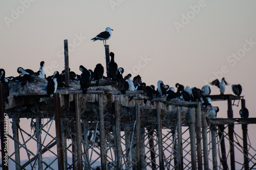 gaviota y grupo de cormoranes en muelle antiguo en estrecho de magallanes, punta arenas. chile photo