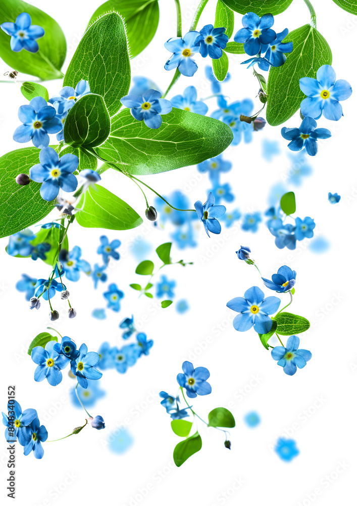 Fresh flying blue forget-me-nots and leaves isolated on white Fresh flying blue forget-me-nots and leaves isolated on white