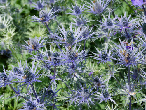 (Eryngium alpinum) Alpen-Mannstreu or Edeldisteln mit dekorative gezähnt Blätter und violette ansehnliche Blüten in länglichen Köpfen gruppiert photo