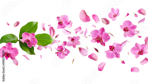 Fresh flying pink orchids and leaves isolated on white