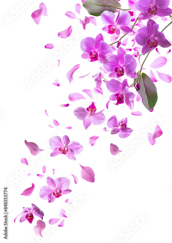 Fresh flying violet orchids and leaves isolated on white