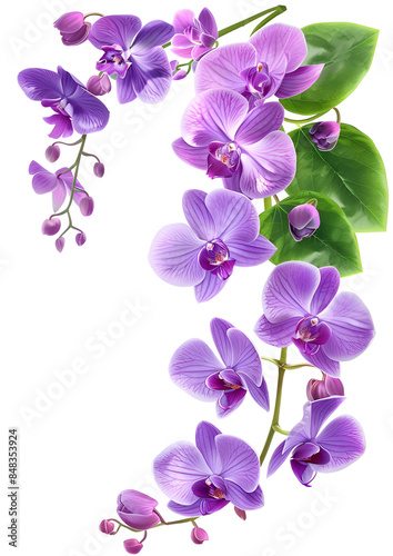 Fresh flying violet orchids and leaves isolated on white