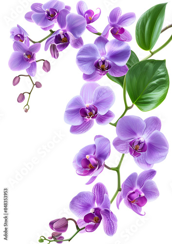 Fresh flying violet orchids and leaves isolated on white