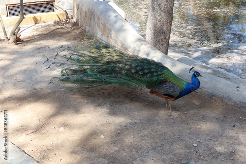 Reina Sofia Park, Guardamar del Segura, Alicante, Spain, May 8, 2024: A peacock with its tail tucked up in the Reina Sofia Park in Guardamar del Segura, Alicante, Spain photo