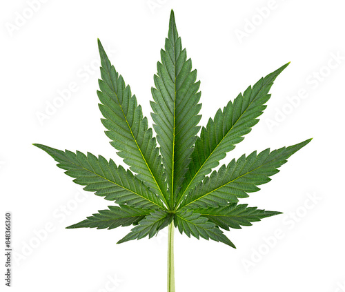 Konstfotografi fresh and healthy green cannabis leaf isolated on white background