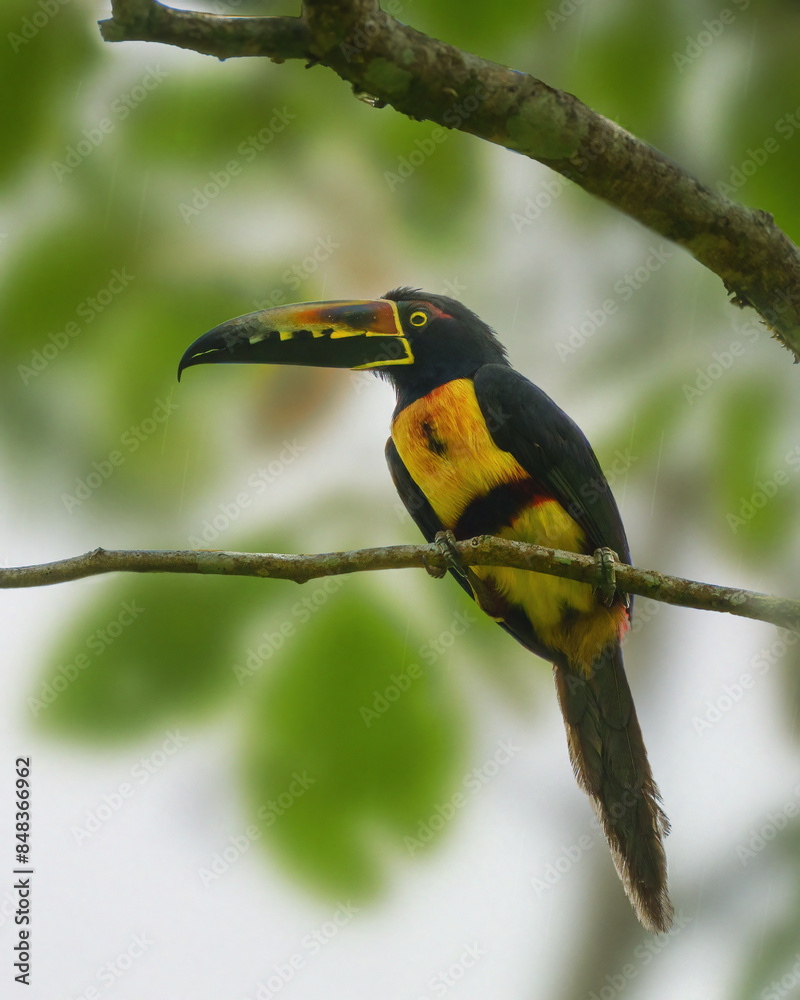 Collared Aracari under Costa Rica Rain Collared Aracari under Costa Rica Rain