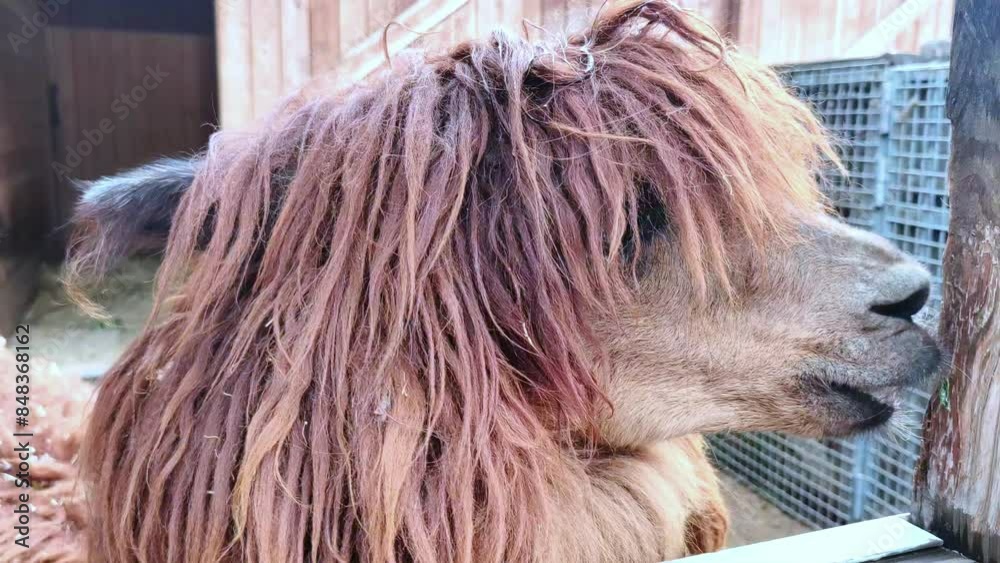 Close-up portrait of a brown llama looking around. Petting zoo, llama farm.