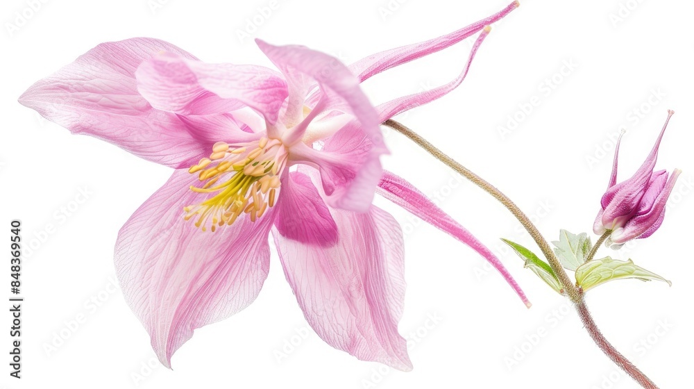 Obraz premium Isolated White Background Pink Columbine Aquilegia Blossom