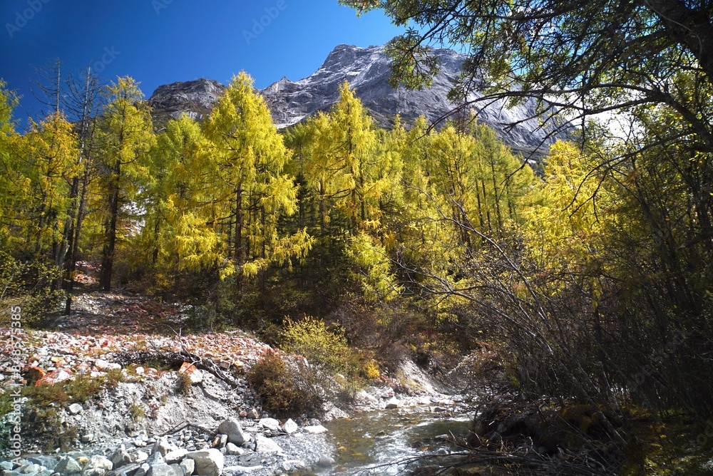 The Autumn in Siguniang Mountain at west of the capital city of Chengdu in Xiaojin country ,Sichuan ,China The Autumn in Siguniang Mountain at west of the capital city of Chengdu in Xiaojin country ,Sichuan ,China