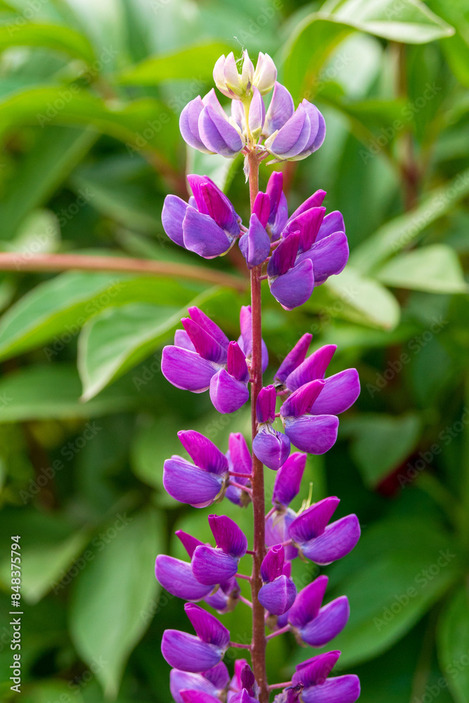 Lupine flower Lupinus polyphyllus in the summer garden. Lupine flower Lupinus polyphyllus in the summer garden.