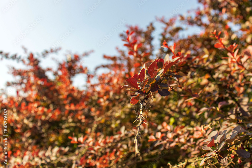 Leaves on a branch of an ornamental shrub. Close-up of a branch with leaves on a blurred background. Out of focus blue sky and bushes Leaves on a branch of an ornamental shrub. Close-up of a branch with leaves on a blurred background. Out of focus blue sky and bushes