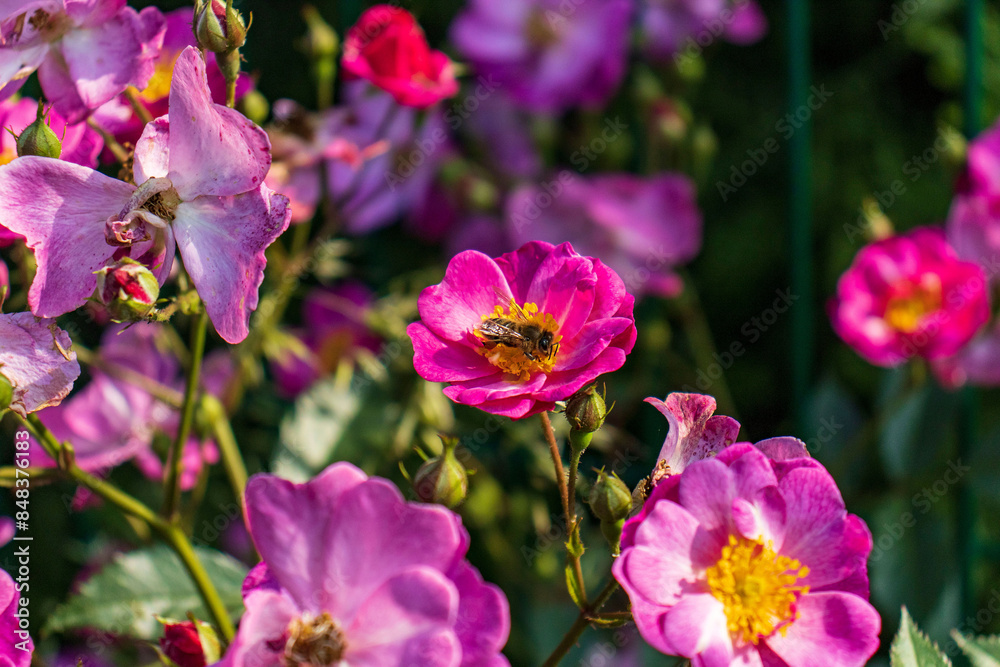 Fototapeta premium A bee pollinating a flower of a wild ornamental plant. Bee on a flower. Ornamental plant. Detail, bee, flower.